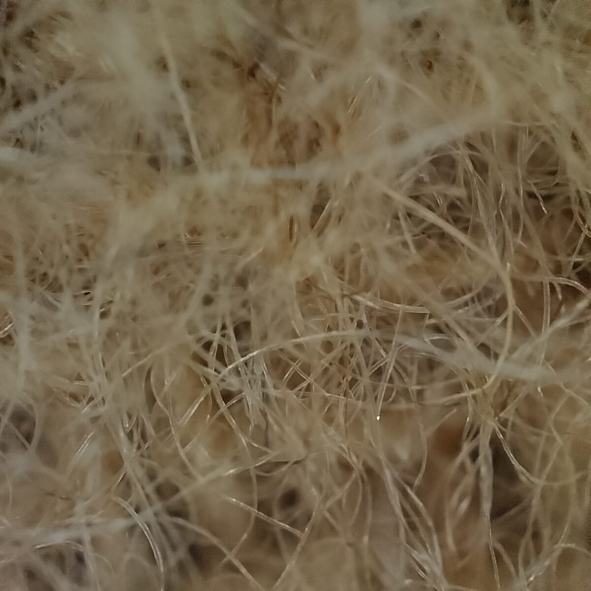 Plain Brown Wool Blended Muffler