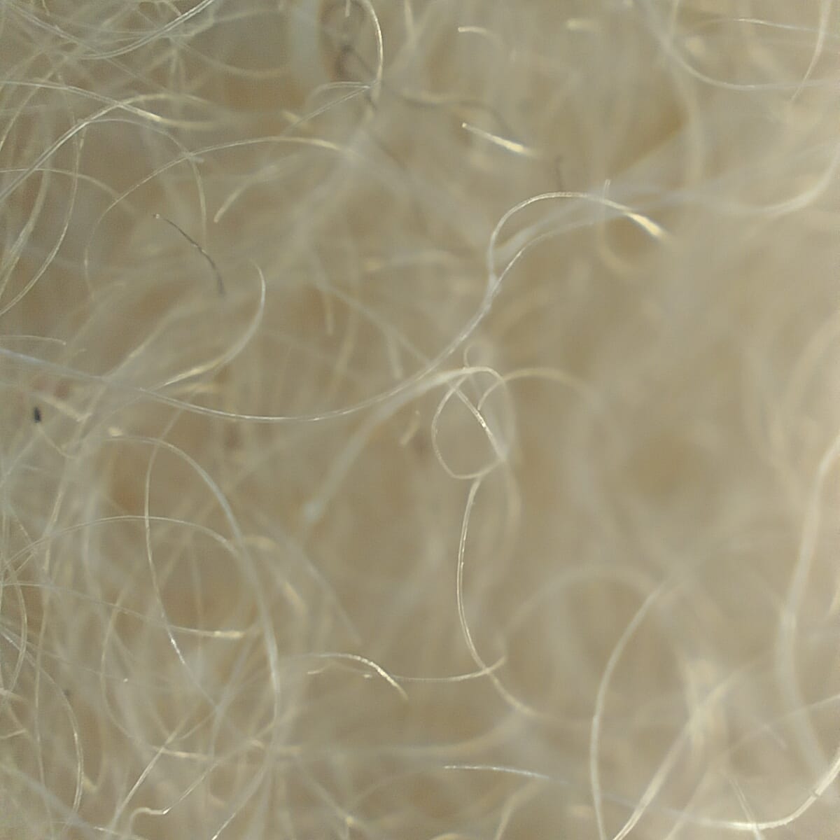 Plain White Wool Blended Muffler