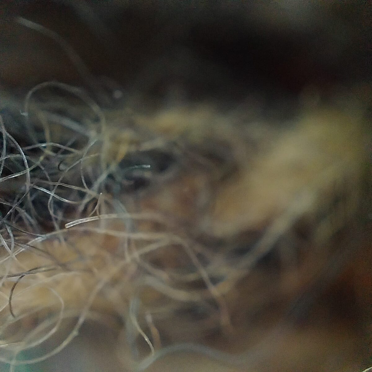 Plain Blue Wool Blended Muffler