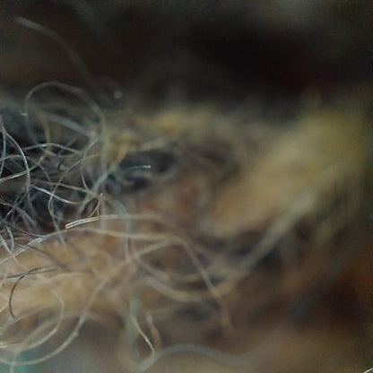 Plain Blue Wool Blended Muffler